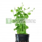 Cardamine Lyrata Potted Tropical Freshwater Aquarium Live Plant Decoration Tank