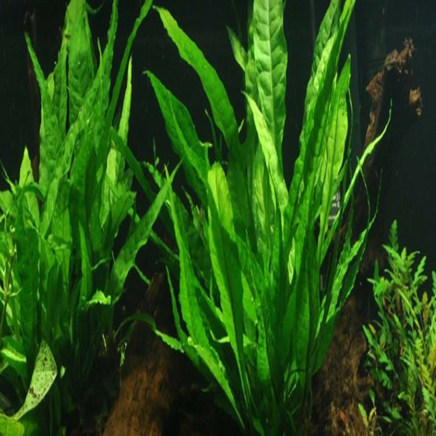 Java Fern Black Forest sp. Hardy Leaf Potted Freshwater Live Aquarium Plant Tank