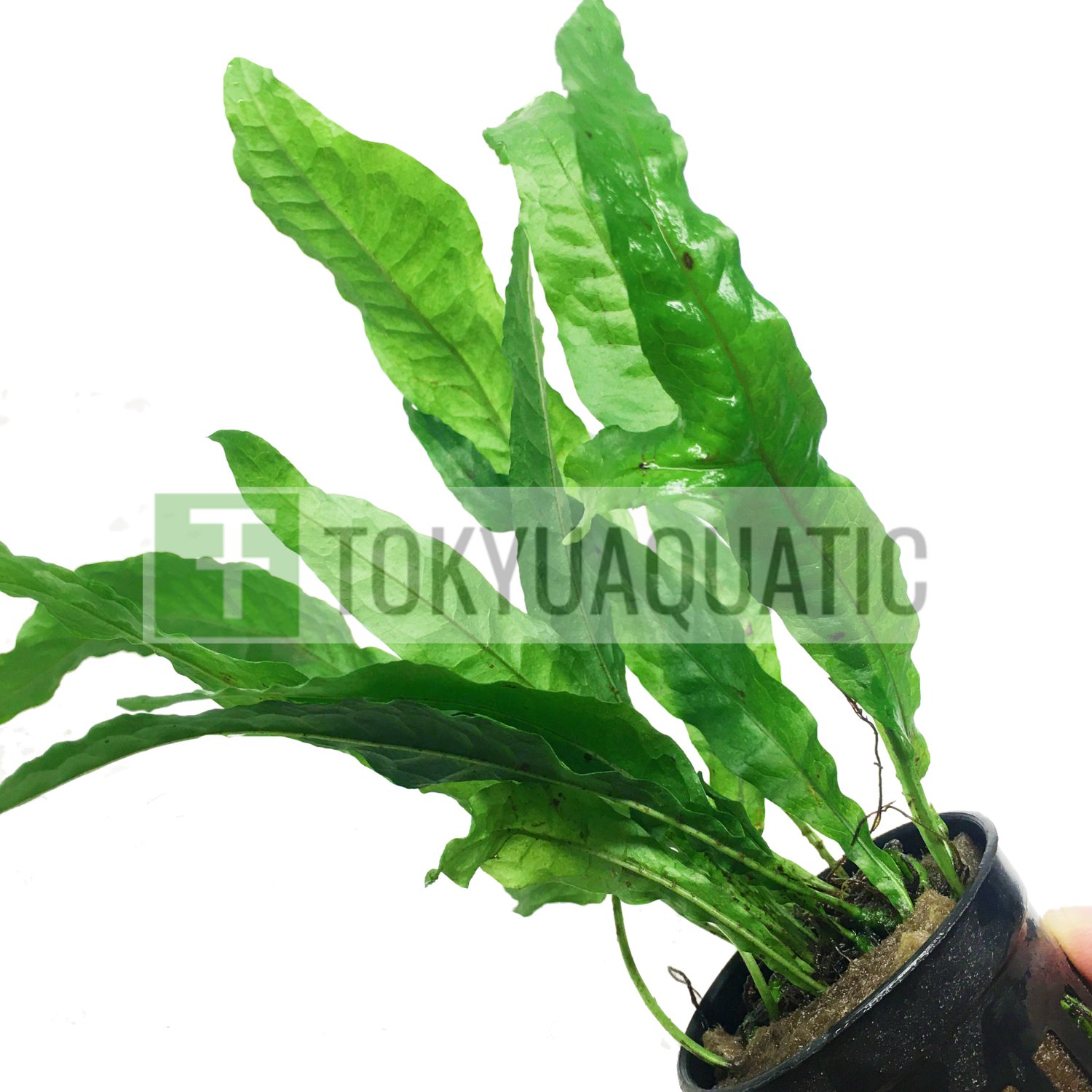 Java Fern Thors Hammer Potted Freshwater Aquarium Live Plant Decoration Tank