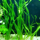 Vallisneria Asiatica Potted Freshwater Live Aquarium Plants Decorations Beginner