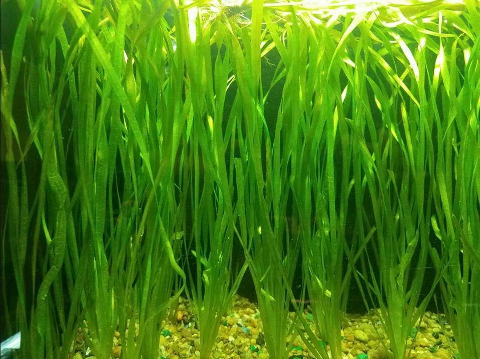 Vallisneria Contortionist Potted Freshwater Live Aquarium Plant Decorations Tank