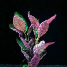 Hemigraphis Colorata Freshwater Live Aquarium Tropical Plant Decorations Tank