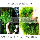 Hornwort Anacharis Bundle Freshwater Live Aquatic Plant Snail Free