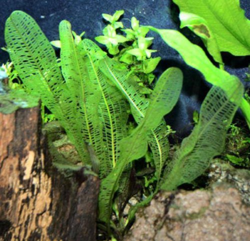 Aponogeton Madagascar Lace Bulb Live Aquarium Plant Freshwater Madagascariensis
