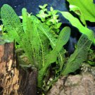 Aponogeton Madagascar Lace Bulb Live Aquarium Plant Freshwater Madagascariensis