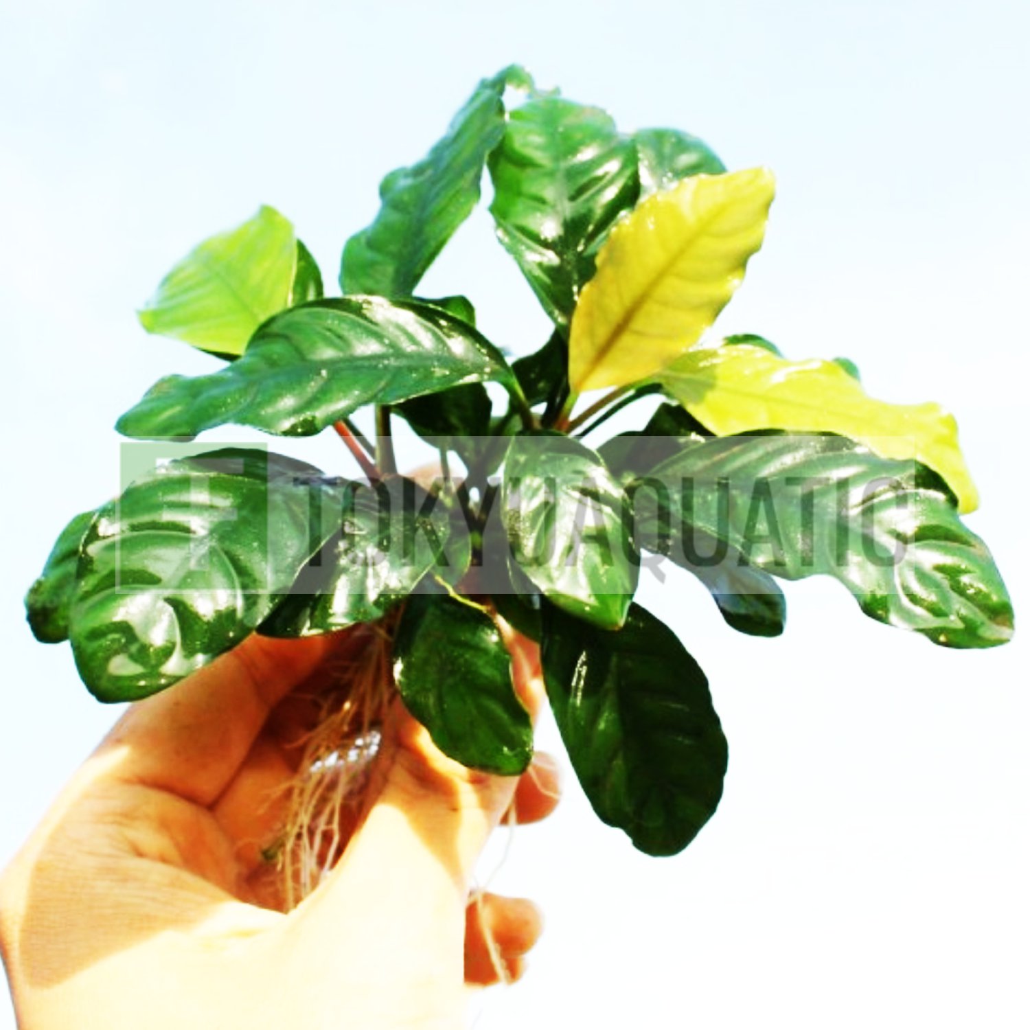 Anubias Coffeefolia Rhizome Loose Live Aquarium Plants Rooted Barteri Decoration