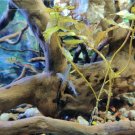 Zoo Spider Wood Medium Perfect Natural for Aquarium Tank Decoration Aquascaping