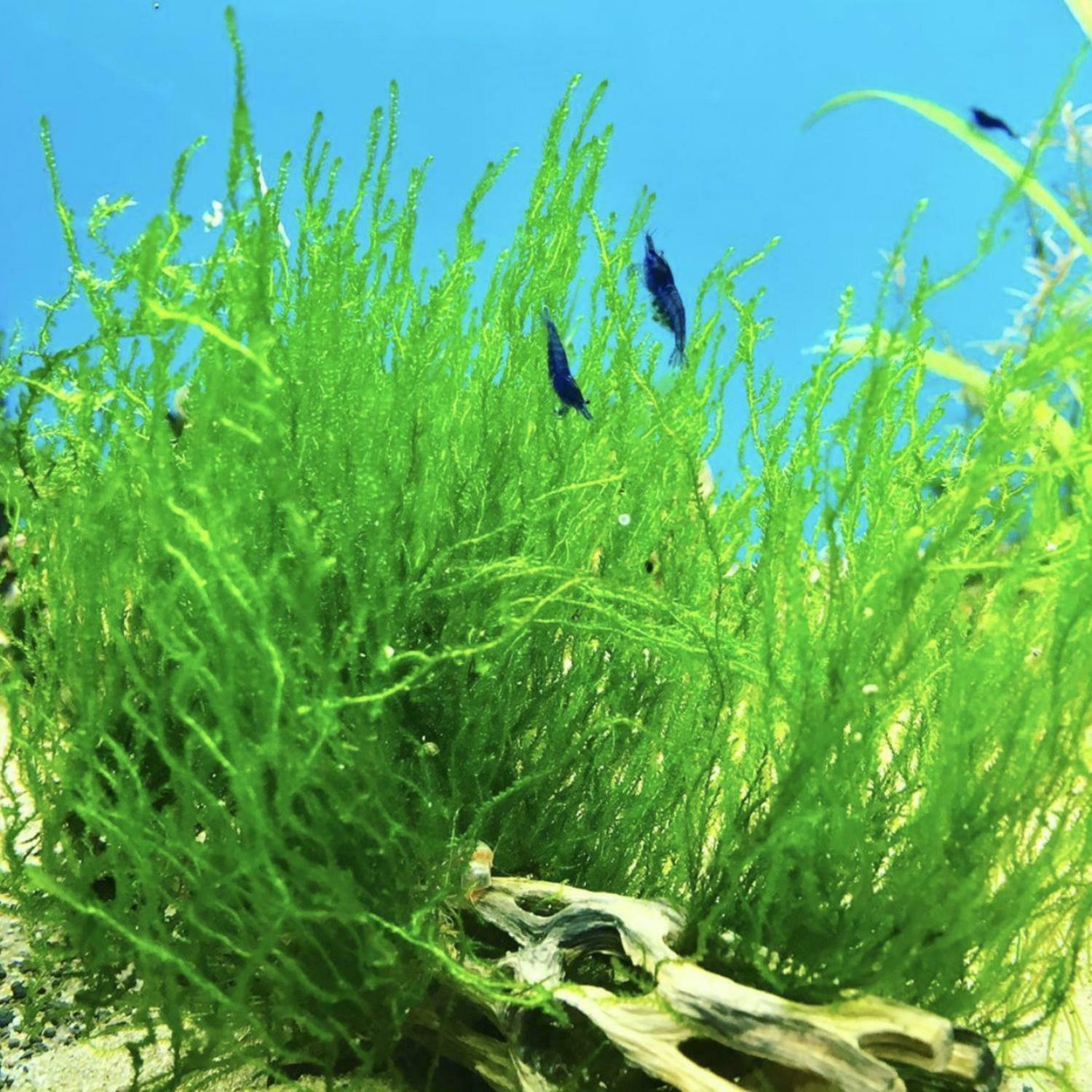 Taxiphullum sp Flame Moss Cup Freshwater Live Aquarium Plant Carpet Decoration