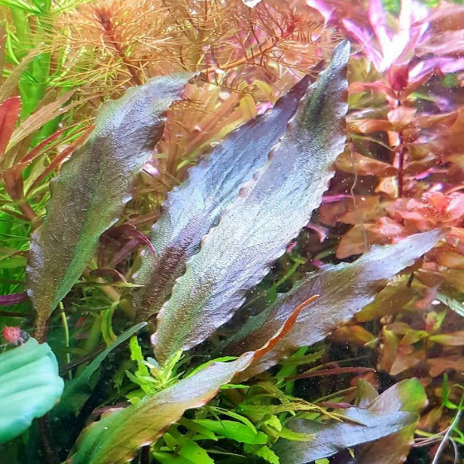 Cryptocoryne Becketii Tissue Culture Freshwater Live Aquarium Plant Decoration