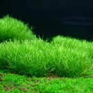 Riccia fluitans Tissue Culture Live Aquarium Carpet Plant Decoration Java Moss