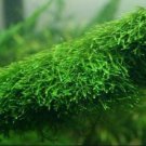 Riccia fluitans Tissue Culture Live Aquarium Carpet Plant