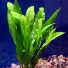 Amazon Sword Echinodorus Bleheri Live Aquarium Plants Rooted