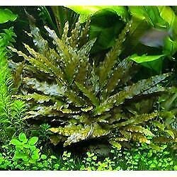 Cryptocoryne Wendtii Red Crypt Wendtii Live Aquarium Plants