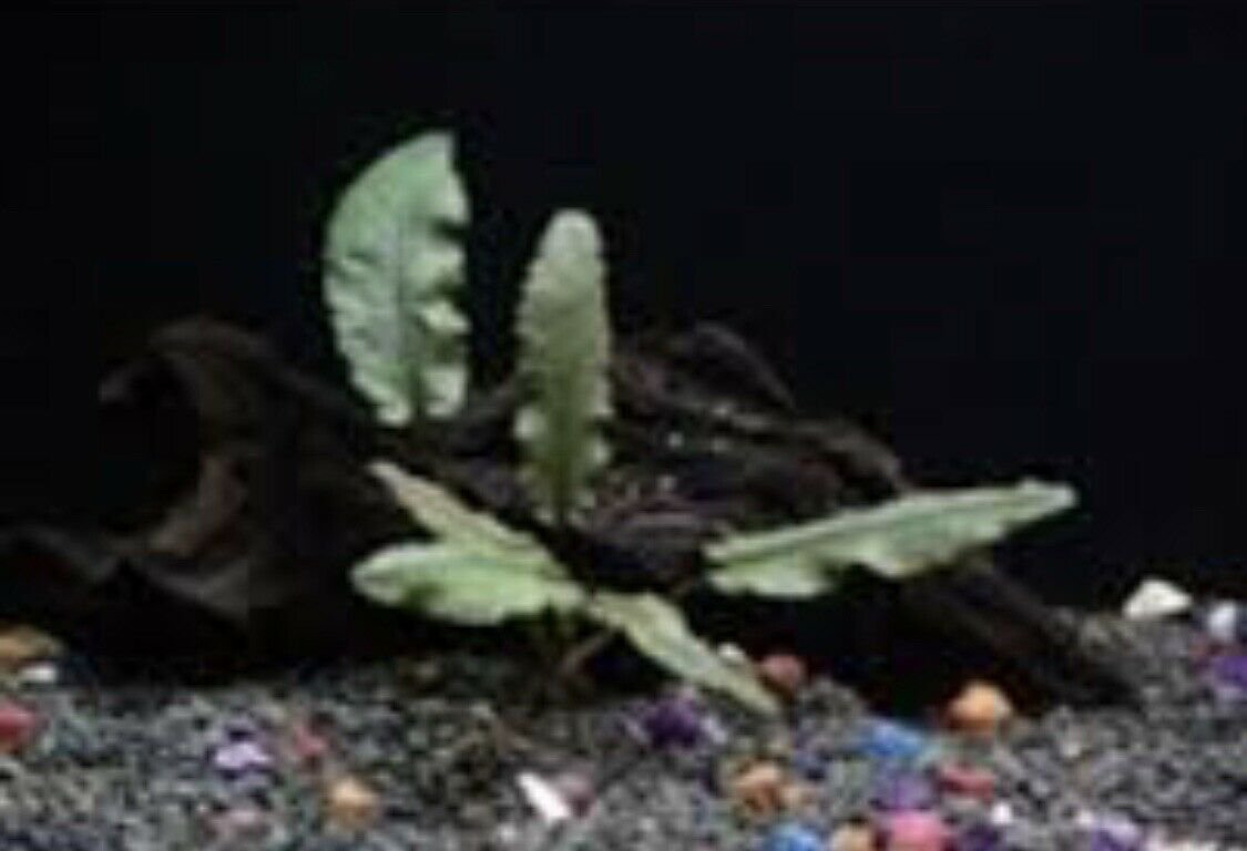 Cryptocoryne Wendtii Red Crypt Wendtii Live Aquarium Plants