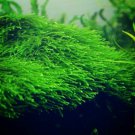 Java Moss Taxiphyllum Barbieri Easy Live Aquarium Plants