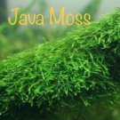 Java Moss Vesicularia Dubyana Easy Live Aquarium Plants