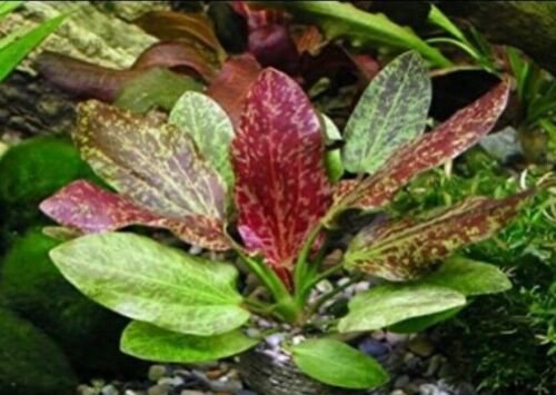 Red Rubin Sword Echinodorus Rubin Easy Live Aquarium Plants