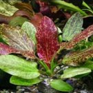 Red Rubin Sword Echinodorus Rubin Easy Live Aquarium Plants