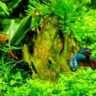 Micranthemum Monte Carlo Carpet Plant Easy Live Aquarium Plant Fish Tank Plant
