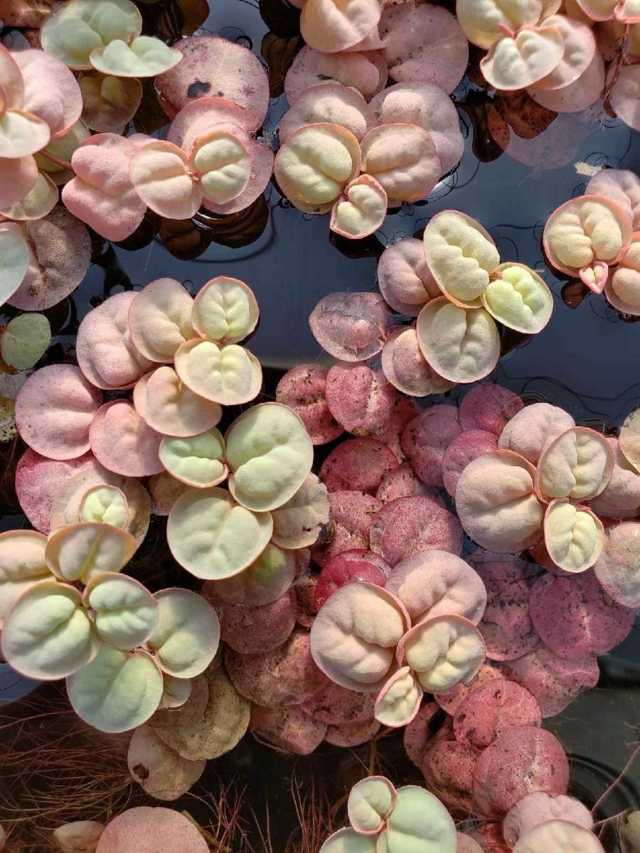 15 Leaves of Red Root Floaters Floating Plant Aquarium Plant