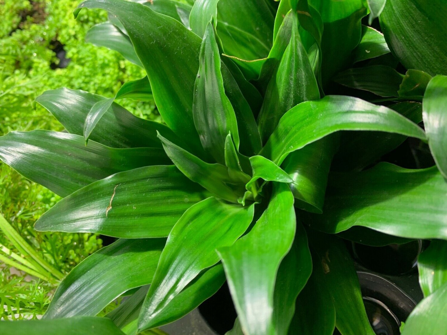 Janet Craig Pineapple Plant Dracaena Compacta Live House Plant