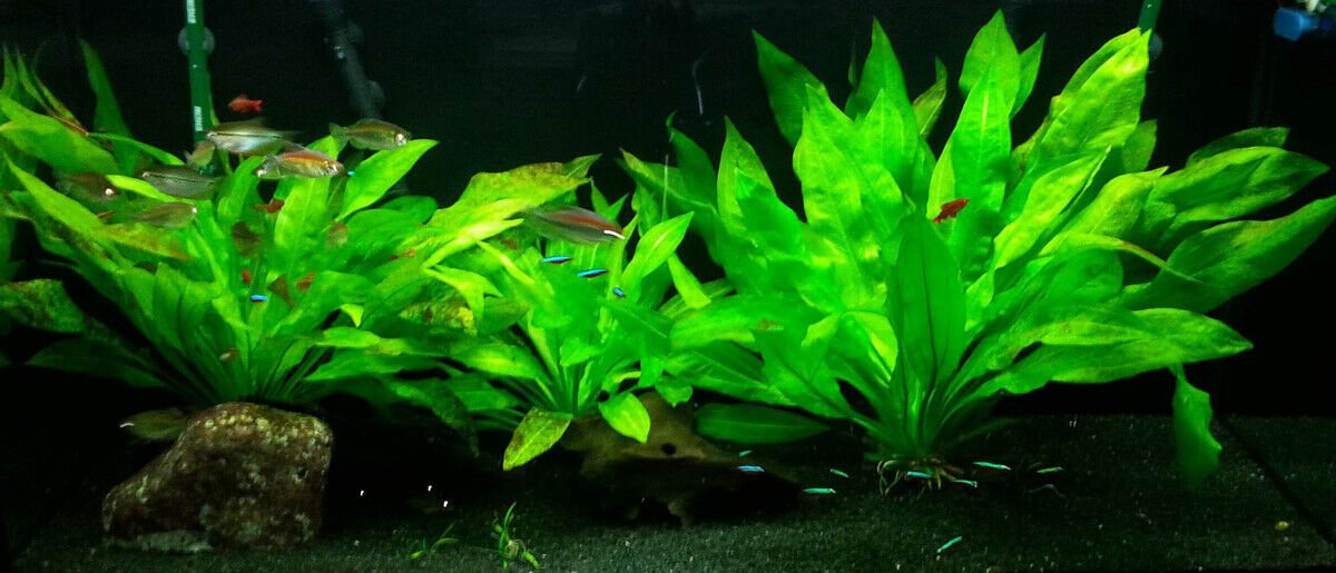 Amazon Sword Echinodorus Bleheri Live Aquarium Plants Rooted