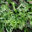 Microsorum Windelov Java Fern Windelov Fresh Aquarium Plant