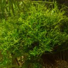Lace Java Fern Microsorum Windelov Live Aquarium Plants