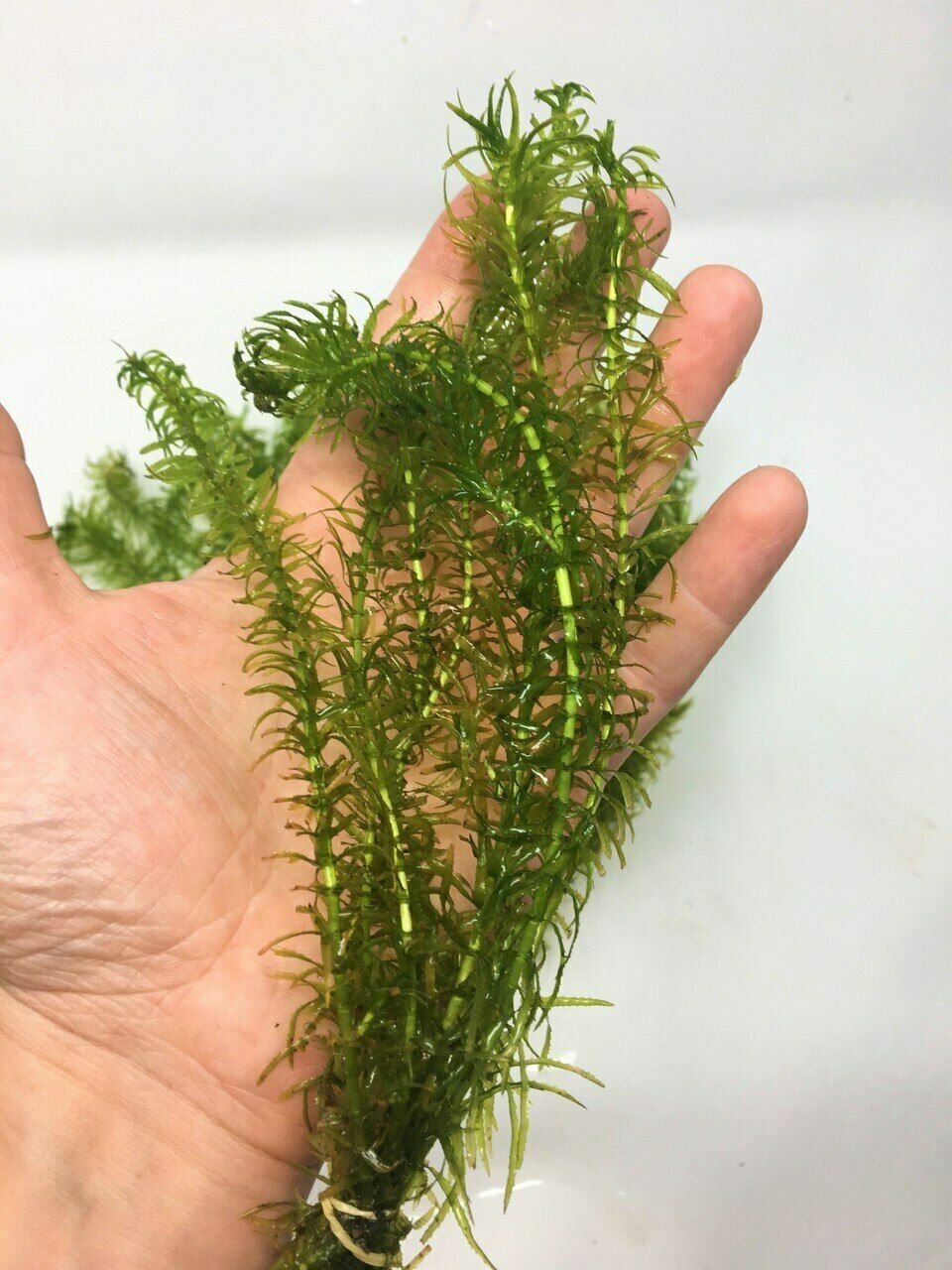 Anacharis Elodea Anacharis Densa Easy Live Aquarium Plants