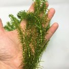 Anacharis Elodea Anacharis Densa Easy Live Aquarium Plants