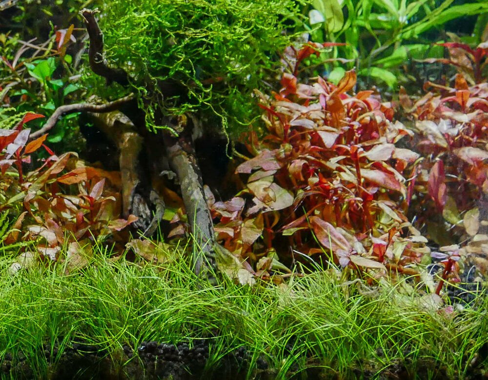 Dwarf Hair Grass Carpet Portion Easy Live Aquarium PlantS