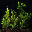 Hornwort Coontail Live Fish Tank Plants Aquarium Plant
