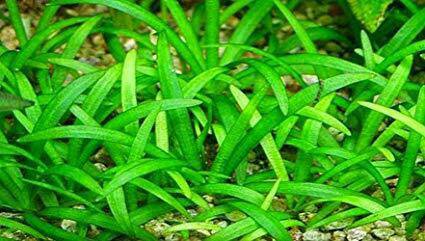 Dwarf Sagittaria Subulata Dwarf Sag Live Fish Tank Plants