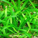 Dwarf Sagittaria Subulata Dwarf Sag Live Fish Tank Plants