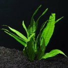 Java Fern Microsorum pteropus Easy Live Aquarium Plants