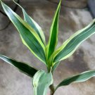 Sanderiana Variegated Dracaena Terrarium Plant House Plant