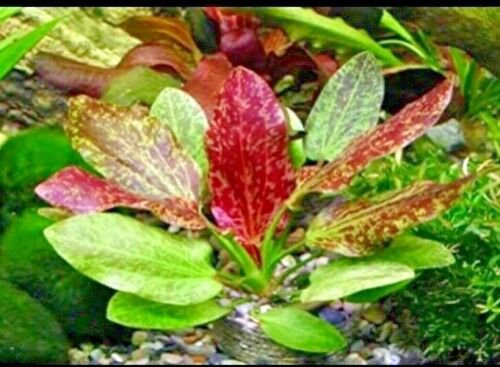 Red Flame Sword Echinodorus Red Flame Live Aquarium Plants