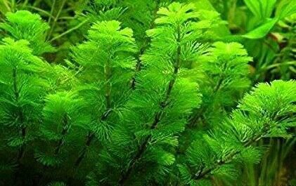 Green Cabomba Live Fish Tank Plants Aquarium Plants