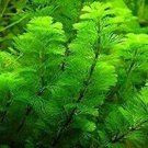 Green Cabomba Live Fish Tank Plants Aquarium Plants