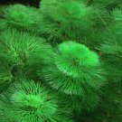 Green Cabomba Live Fish Tank Plants Aquarium PlantsGreen Cabomba Carolina Easy Live Aquarium Plants