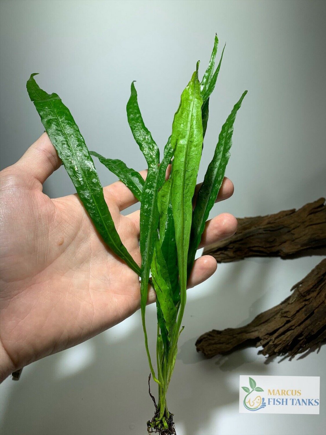 Java Fern Microsorum pteropus Easy Live Aquarium Plants