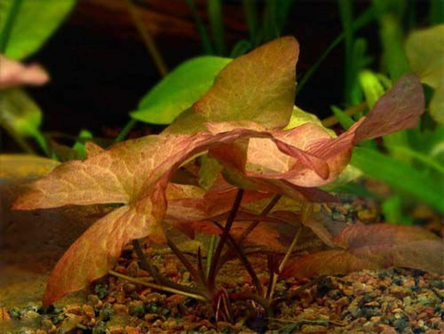 Red Dwarf Lily Nymphaea Rubra Easy Live Aquarium Plants