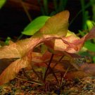 Red Dwarf Lily Nymphaea Rubra Easy Live Aquarium Plants