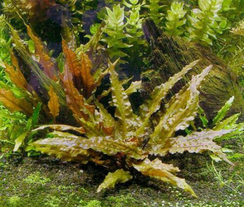 Cryptocoryne Wendtii Bronze Crypt Wendtii Aquarium Plants