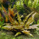 Cryptocoryne Wendtii Bronze Crypt Wendtii Aquarium Plants
