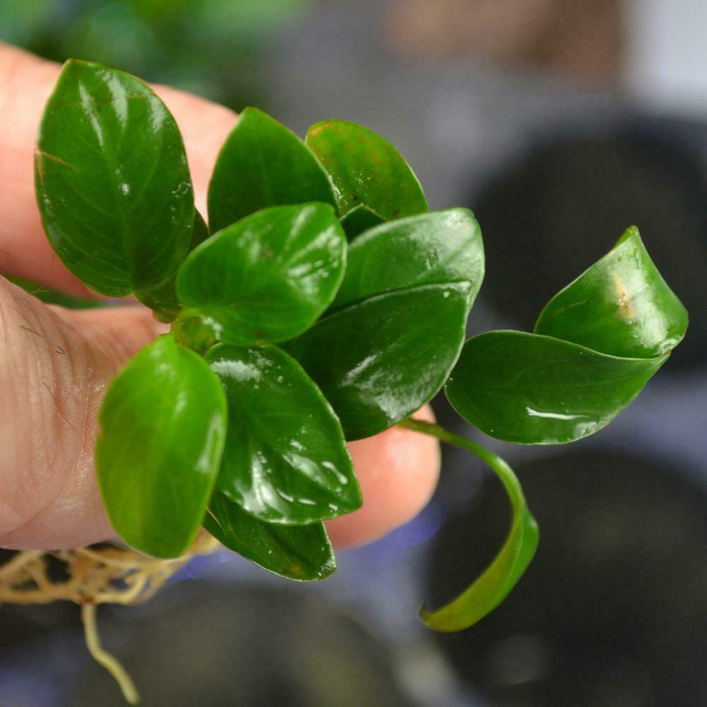 Anubias Nana Petite Anubias Plants Live Aquarium Plants