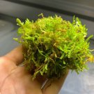 Christmas Moss Vesicularia Montagnei Aquarium Plants Moss