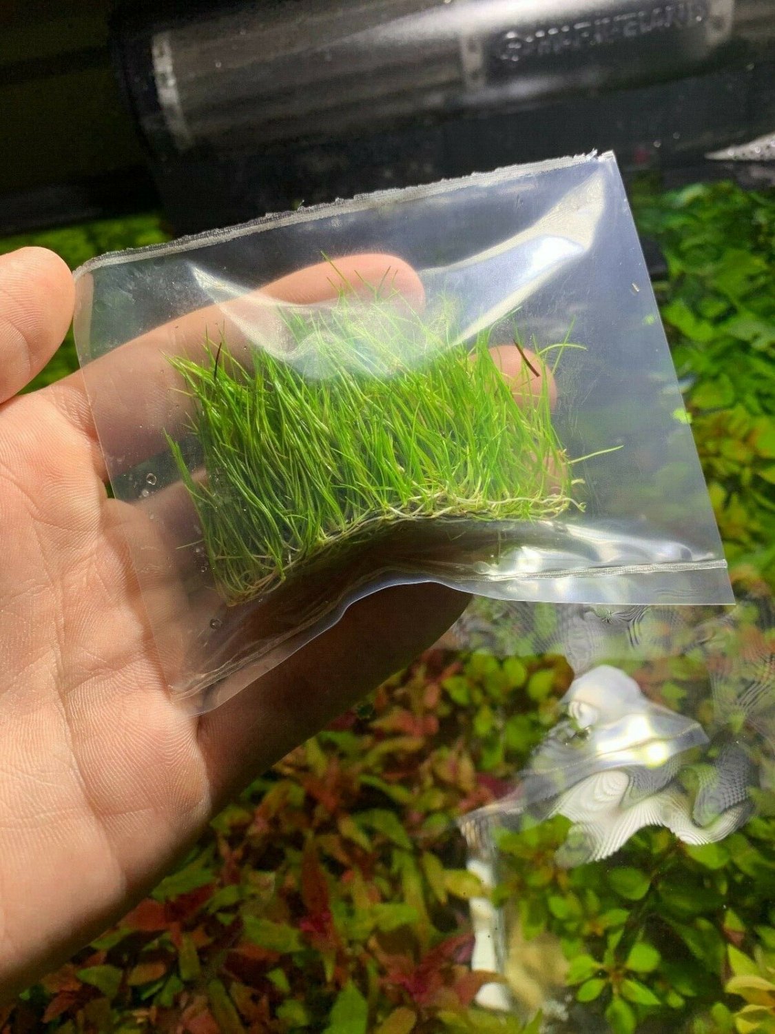 Dwarf Hair Grass Eleocharis Parvula Clump Aquarium Plants