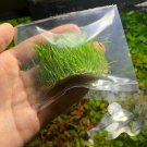 Dwarf Hair Grass Eleocharis Parvula Clump Aquarium Plants