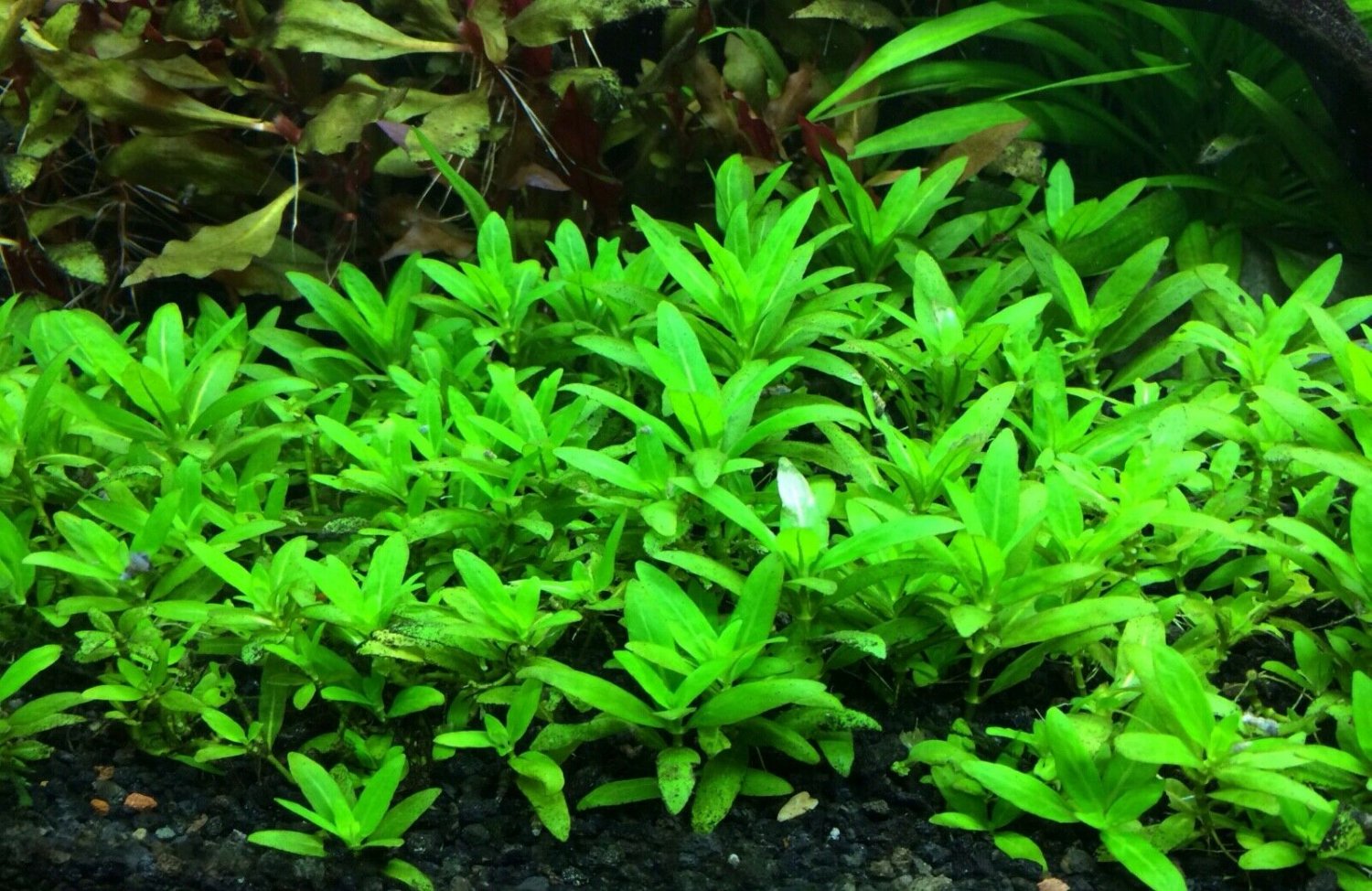 Staurogyne Repens Clump S. Repens Live Aquarium Plants